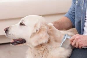➤ ¿Cómo Eliminar la Caspa en los Perros? Consejos Útiles