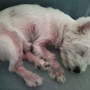 ➤ Caída De Pelo En Los Perros Por Hongos. Diagnóstico Y Tratamiento