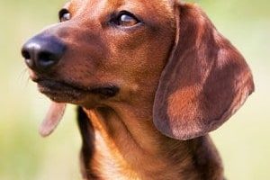 ➤ Melanoma en Perros. Causas, Tipos, Diagnóstico y Tratamiento