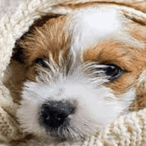 Neumonía bacteriana en los perros