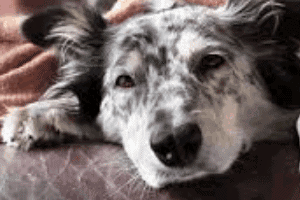 ➤ ¿Qué es la neumonía en los perros? Cómo se produce
