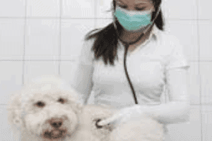 ➤ Neumonía por aspiración en los perros. Causas, diagnóstico y tratamiento