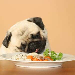 ➤ Nutrición para un Perro con Cáncer. Mejores Alimentos