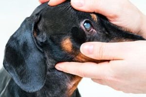 ➤ Los 2 Tipos de Glaucoma en Perros más Comunes