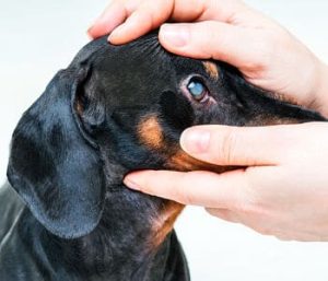 Perro con glaucoma opt 1 1