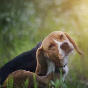 ➤ ¿Cómo se Pueden Prevenir los Piojos en los Perros?