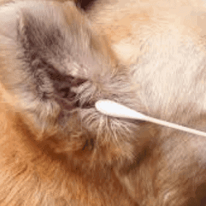 Remedios caseros para las infecciones de oído en los perros