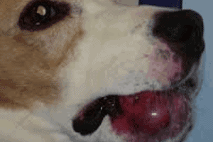 ➤ Sarcoma de tejidos blandos en perros. Causas, Síntomas y Tratamiento