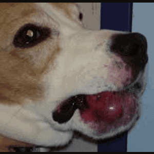 Sarcoma de tejidos blandos en perros
