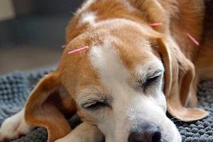 ➤ Terapias Alternativas para el Cáncer en los Perros