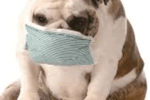 ➤ ¿Qué es la toxoplasmosis en los perros y cómo se contagia?
