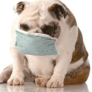 ➤ ¿Qué es la toxoplasmosis en los perros y cómo se contagia?