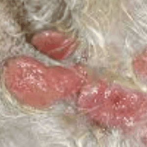 tumores de células histiocíticas en perros