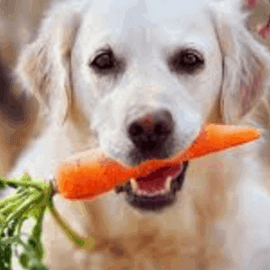 ➤ ¿Cómo alimentar a un perro con cáncer de piel?