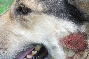 ➤ Caída De Pelo En Los Perros Por Alergias. Diagnóstico Y Tratamiento
