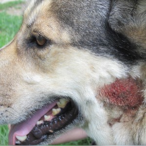 ➤ Caída De Pelo En Los Perros Por Alergias. Diagnóstico Y Tratamiento