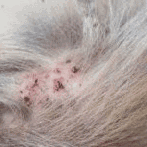 Carcinoma de células escamosas en perros