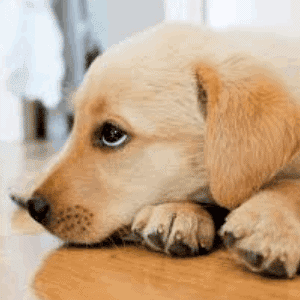 ➤ ¿Qué es la coccidiosis en los perros? Cómo se contagia