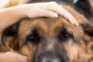 ➤ Cómo se hace el diagnóstico del cáncer de piel en los perros