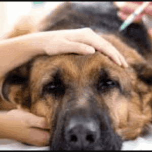 Diagnóstico del cáncer de piel en los perros