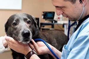 ➤ Cómo Se Hace El Diagnóstico De La Gastritis En Los Perros