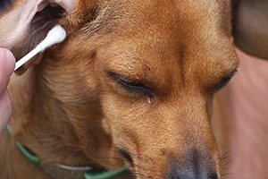 ➤ Cómo Se Diagnostican Las Causas De La Caída De Pelo En Los Perros