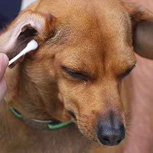 ➤ Cómo Se Diagnostican Las Causas De La Caída De Pelo En Los Perros