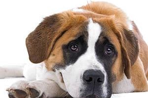 ➤ Hemangiosarcoma en Perros. Tipos, Diagnóstico Y Tratamiento