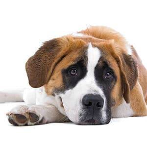 hemangiosarcoma en perros