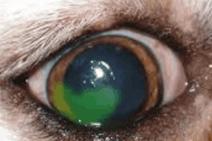 ➤ Úlcera corneal en los perros, ¿Qué es y cómo reconocerla?