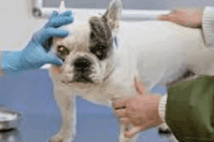 ➤ Úlceras corneales indolentes en perros. Causas y tratamiento