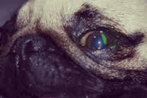 ➤ Úlceras corneales simples en perros. Causas y tratamiento