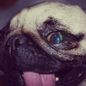 ➤ Úlceras corneales simples en perros. Causas y tratamiento