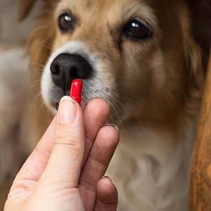 ¿Se puede tratar la gastritis en perros con remedios humanos?