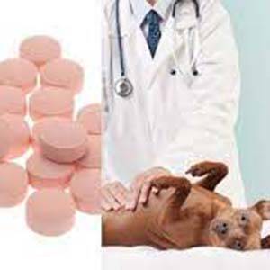 Medicamentos para tratar la gastritis en los perros