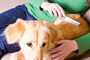 ➤ Cómo Prevenir La Caída De Pelo En Los Perros. Qué Hacer