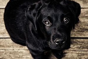 ➤ ¿Cómo se puede Prevenir la Caspa en los Perros?
