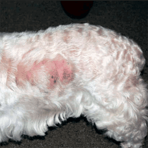Caída pelo en los perros por problemas en la piel