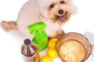 ➤ Remedios caseros para la coccidiosis en los perros