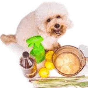Remedios caseros para la coccidiosis en los perros