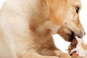 ➤ 9 Síntomas De La Gastritis En Los Perros. Signos Clínicos