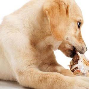 Síntomas de la gastritis en los perros