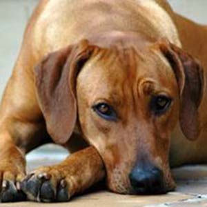 Gastritis En Los Perros ¿Qué Es? Tipos De Gastritis