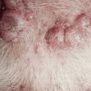 ➤ Tumores de mastocitos en perros. Causas, síntomas y tratamiento