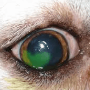 Úlcera corneal en los perros