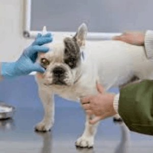 Úlceras corneales indolentes en perros