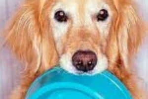 ➤ Alimentación del perro con artritis. ¿Debe perder peso?