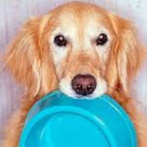 Alimentación para perros con artritis
