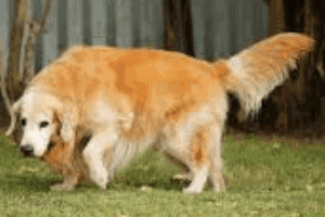 Artritis en los perros ¿Qué es y a qué perros afecta frecuentemente?