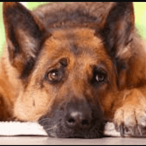Causas de la artritis en los perros